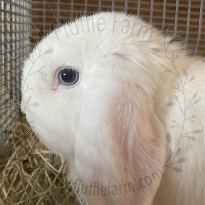 Marshmallow blue eyed white holland lop tampa