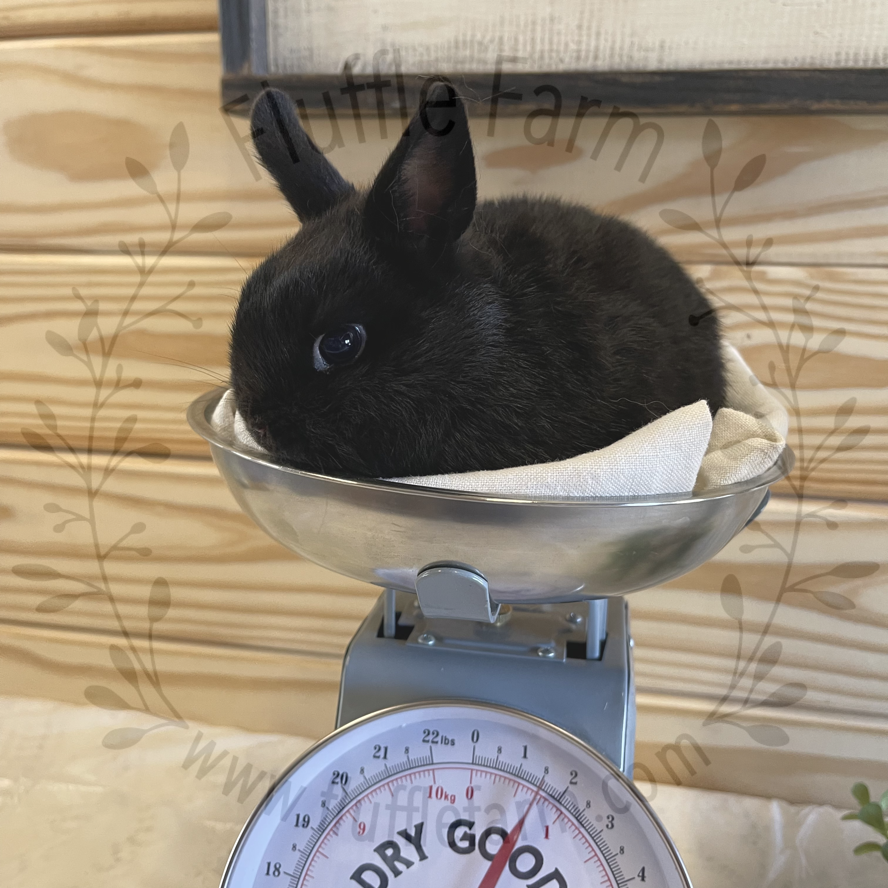 Rabbit Scales for Sale - Rabbit Supplies