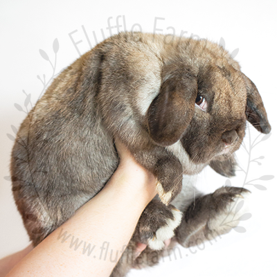 Sable Point Holland Lop in Lakewood Ranch, Florida