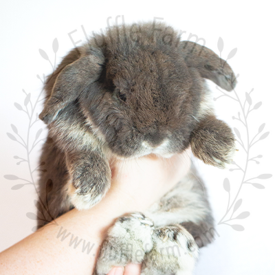 Blue Otter Holland Lop in Lakewood Ranch Florida