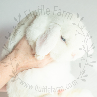 Blue Eyed White Holland Lop