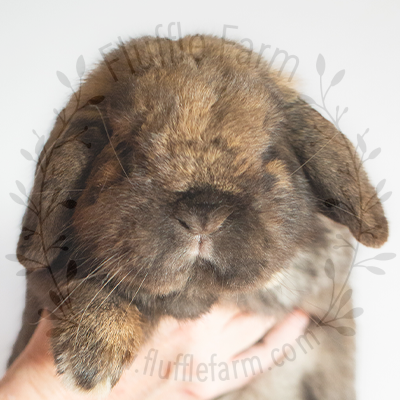 Black Tortoise Holland Lop in Lakewood Ranch, Florida
