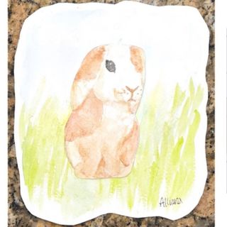 holland lops lakewood ranch florida