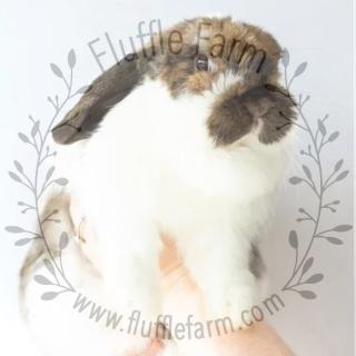 Broken Black Tort Holland Lop near me in Bradenton, FL