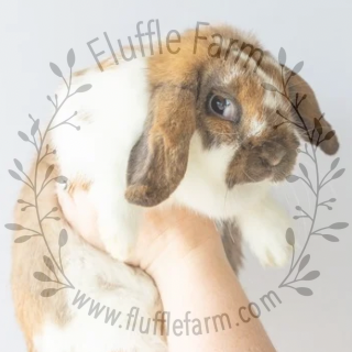 Holland Lop near me in Bradenton, FL