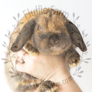 Holland Lop Babies Near me in Florida