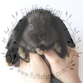 Black Holland Lop near me in Bradenton, FL