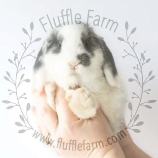 Broken Blue Holland Lop near me in Bradenton, FL