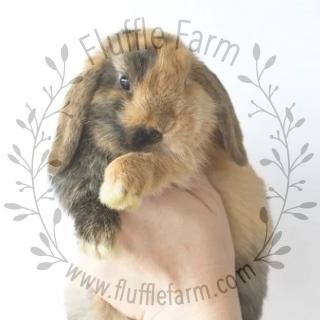 Holland Lop Rabbitry in South West Florida