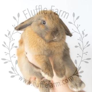 Holland Lop Rabbitry in South West Florida