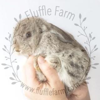 Holland Lop near me in Sarasota, FL