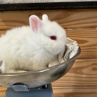 Maxx - Fluffle Farm