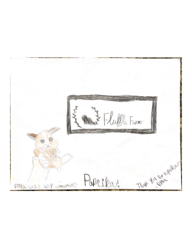 holland lop in tampa florida