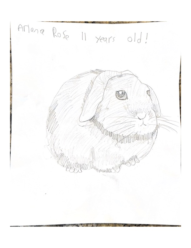 netherland dwarf lakewood ranch florida