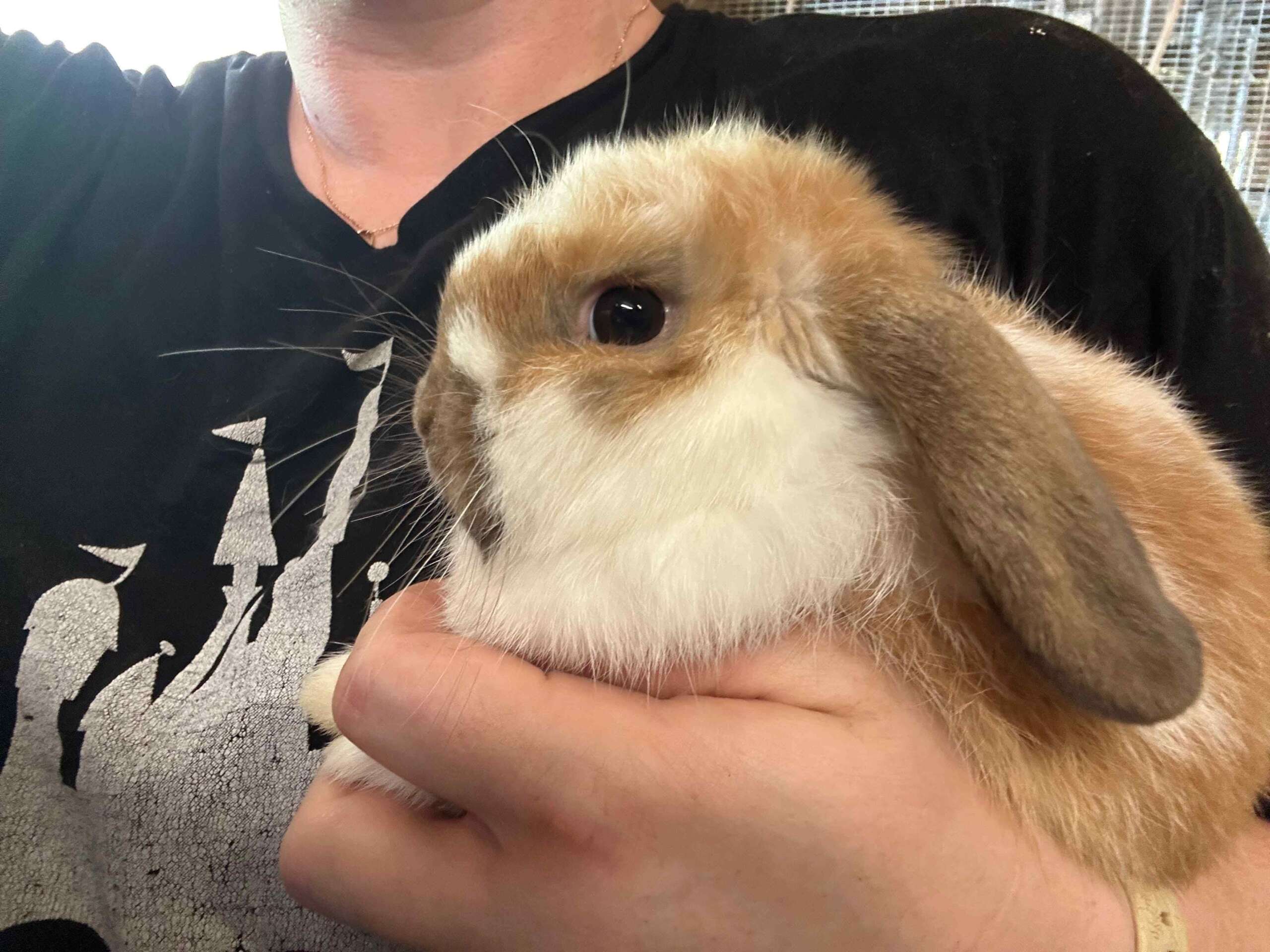 Holland Lop in Bradenton Florida