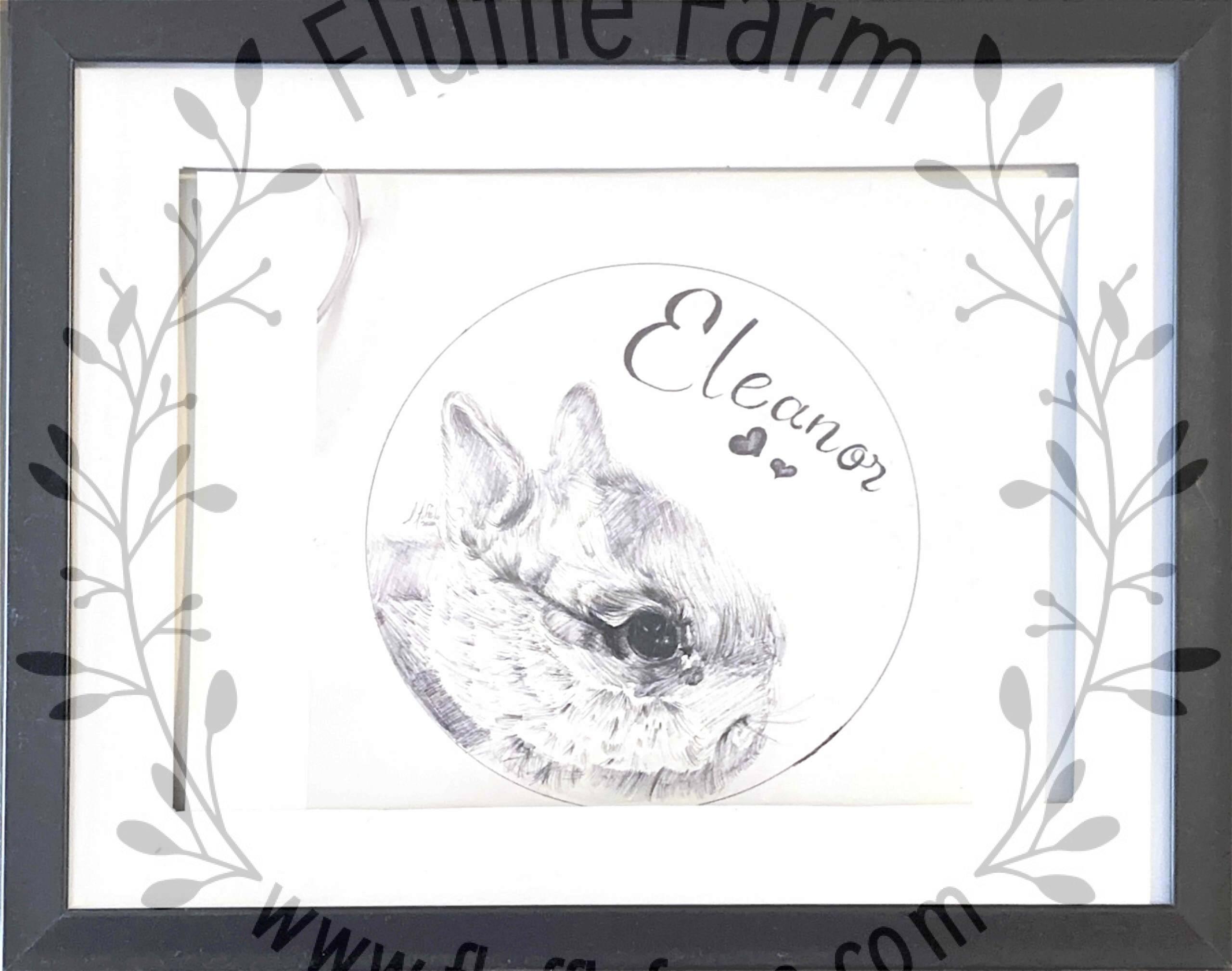 netherland dwarf rabbit near me