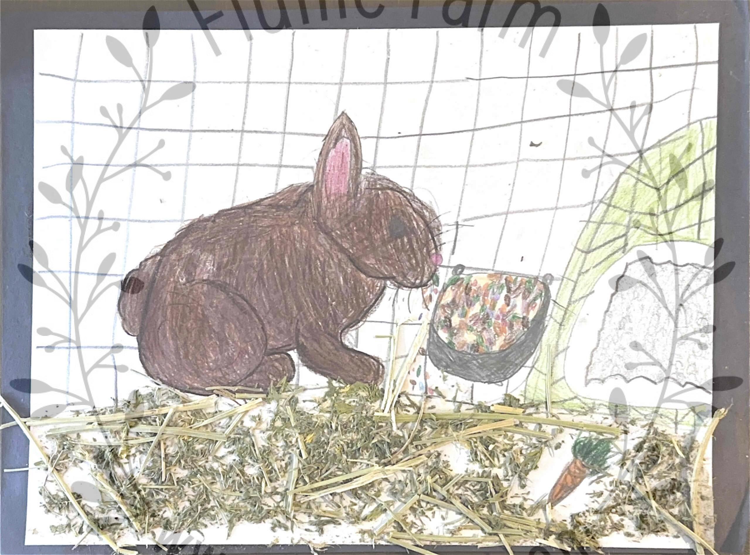 netherland dwarf rabbit near me