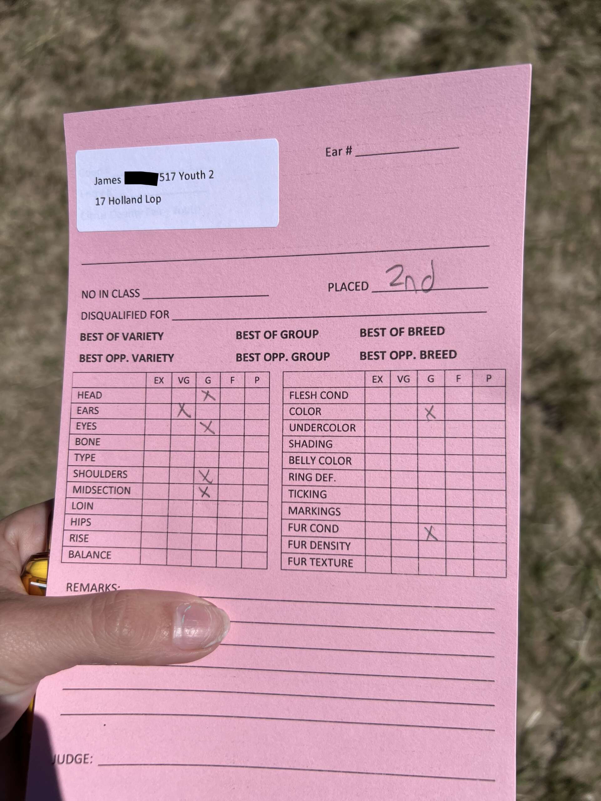 Holland Lop Award in Sarasota, Florida