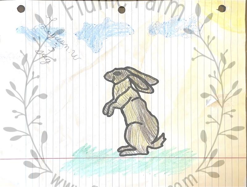 holland lop near me in florida