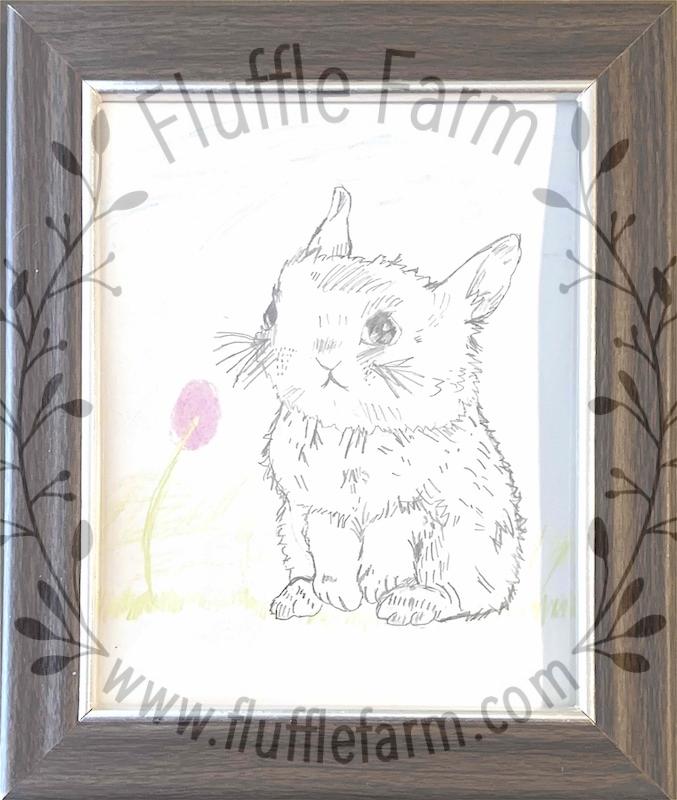 dwarf rabbits near me