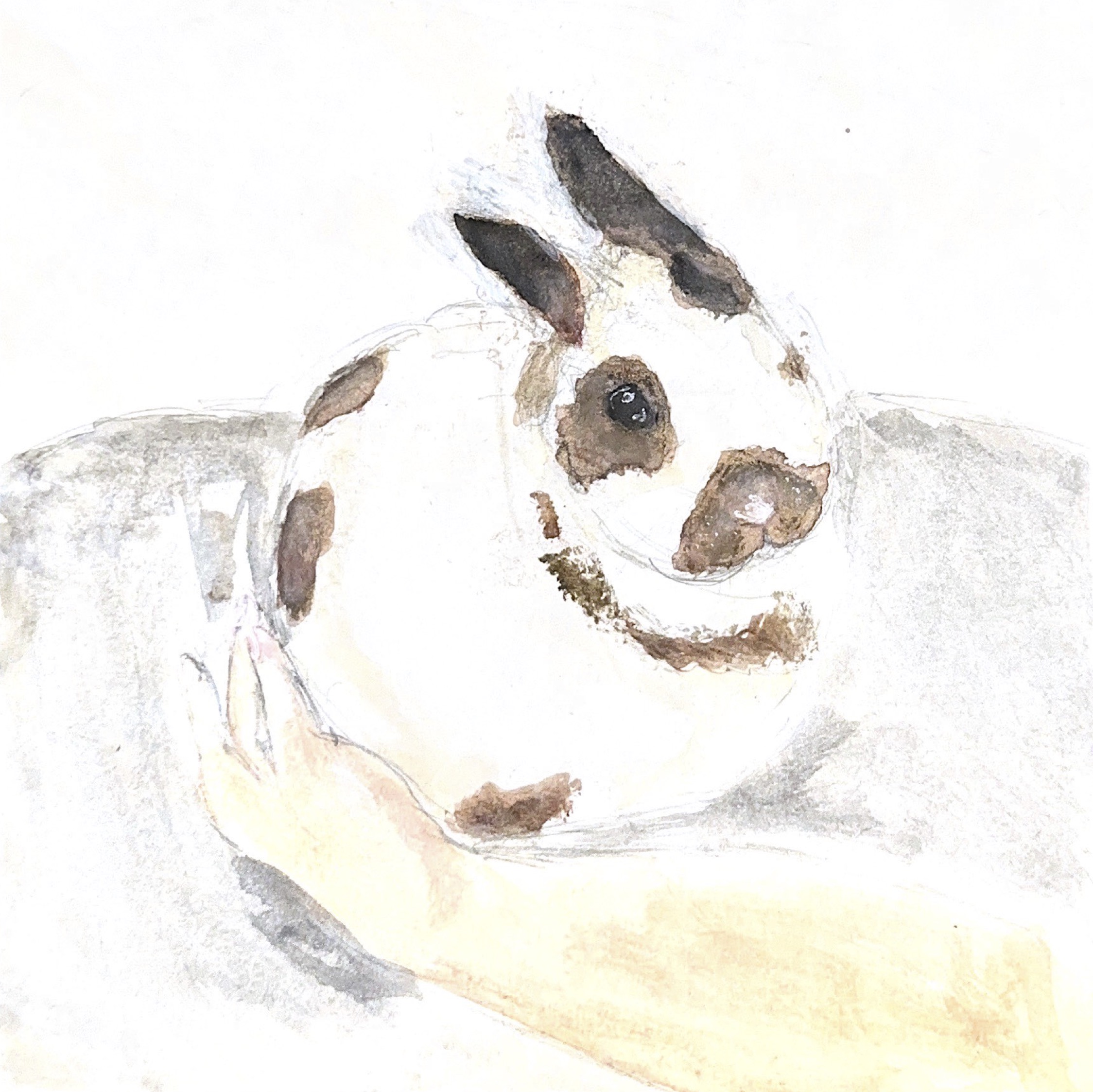 lionhead in bradenton florida