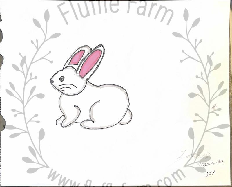 holland lop bunny rabbits near me