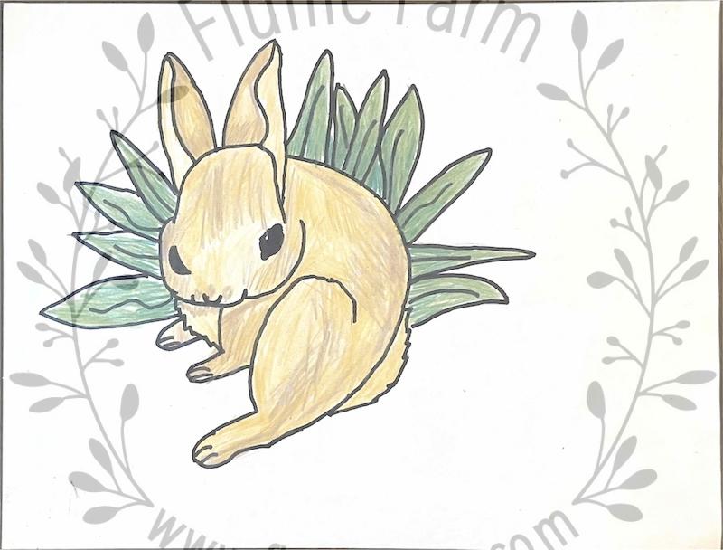 holland lop bunny rabbits near me