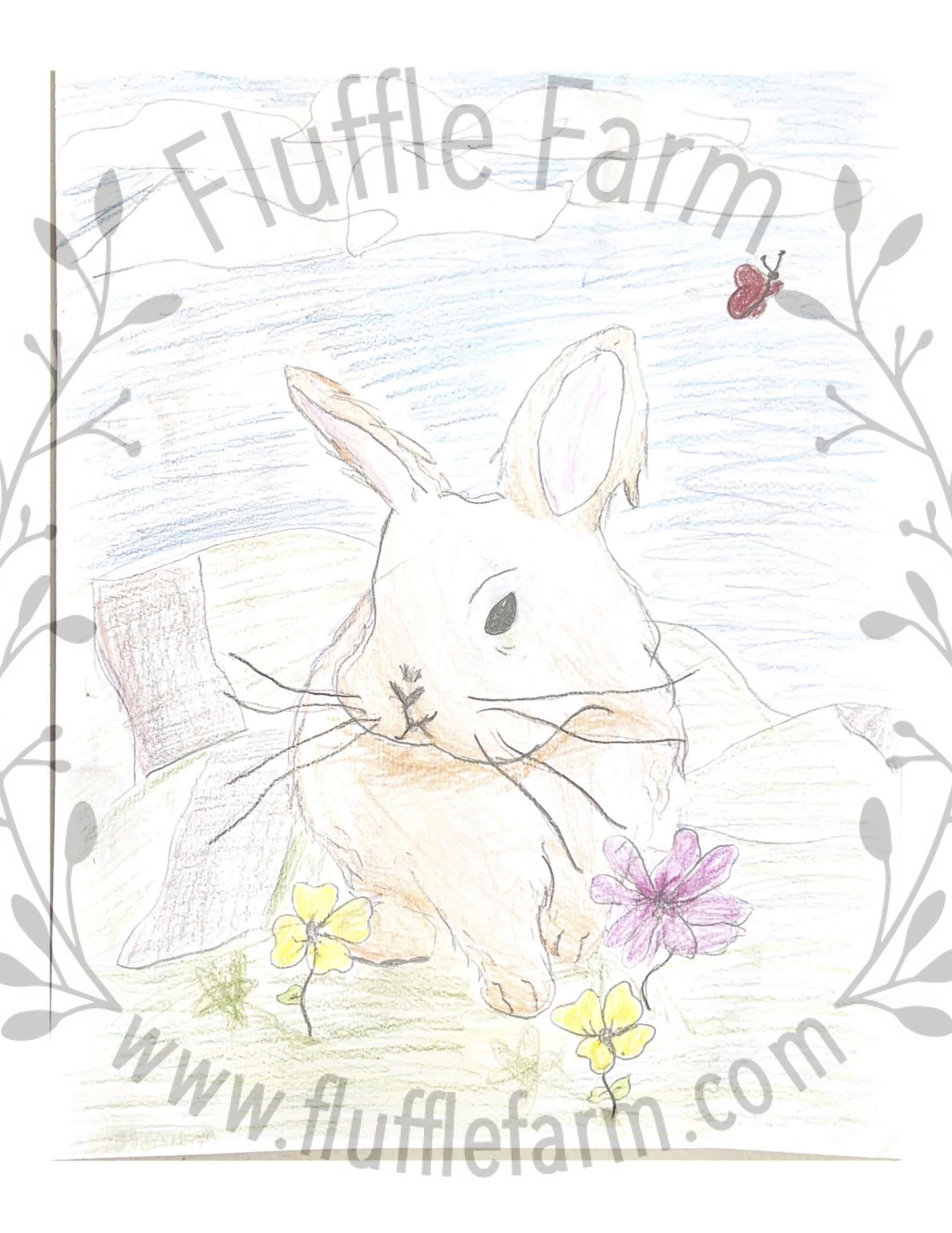 holland lop bunny in lakewood ranch florida