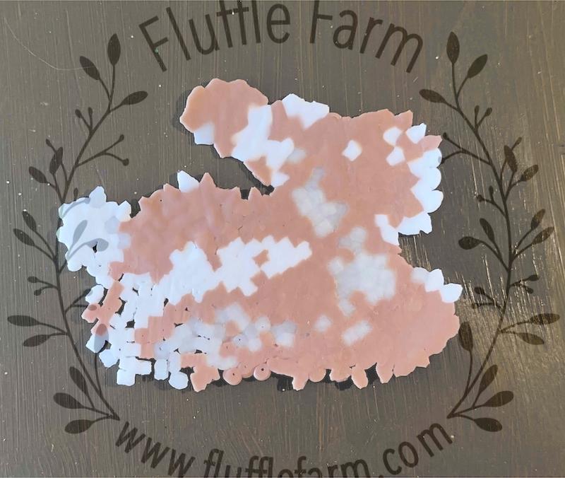 holland lop bunny rabbits near me