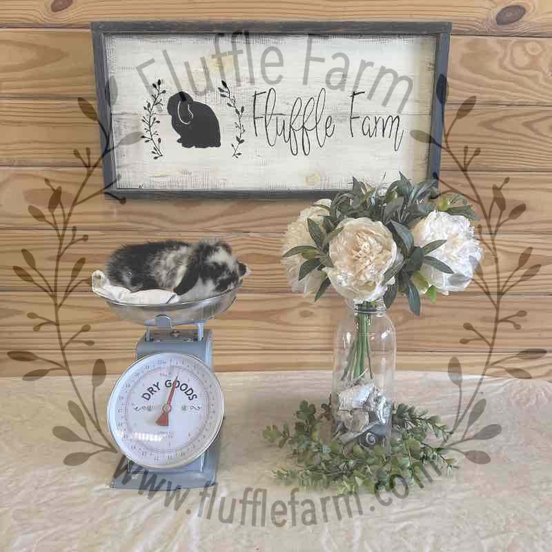 Broken Black Otter Holland Lop in Florida