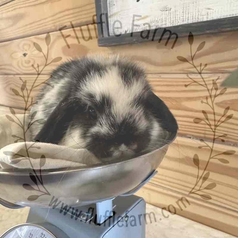 Broken Black Otter Holland Lop in Florida