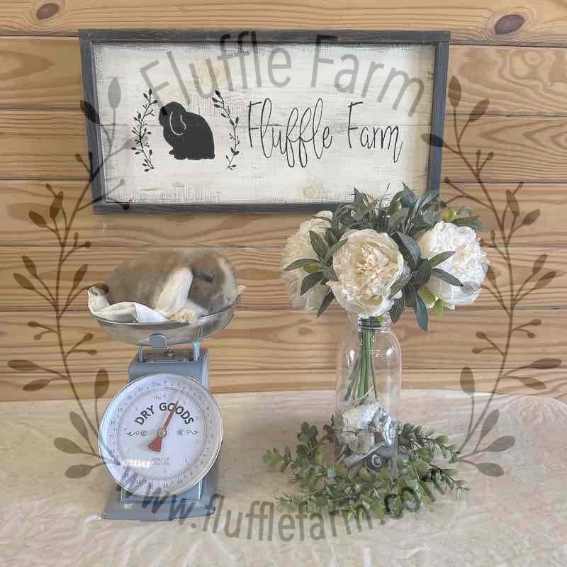 Blue Tort Vienna Mark White Ear Holland Lop in Florida