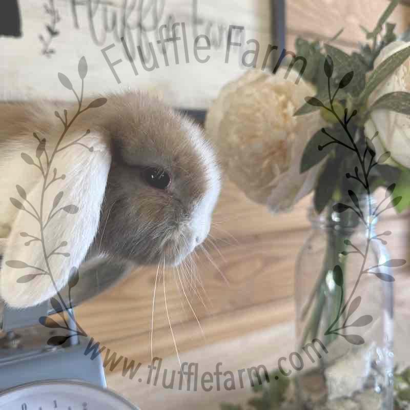 Blue Tort Vienna Mark White Ear Holland Lop in Florida