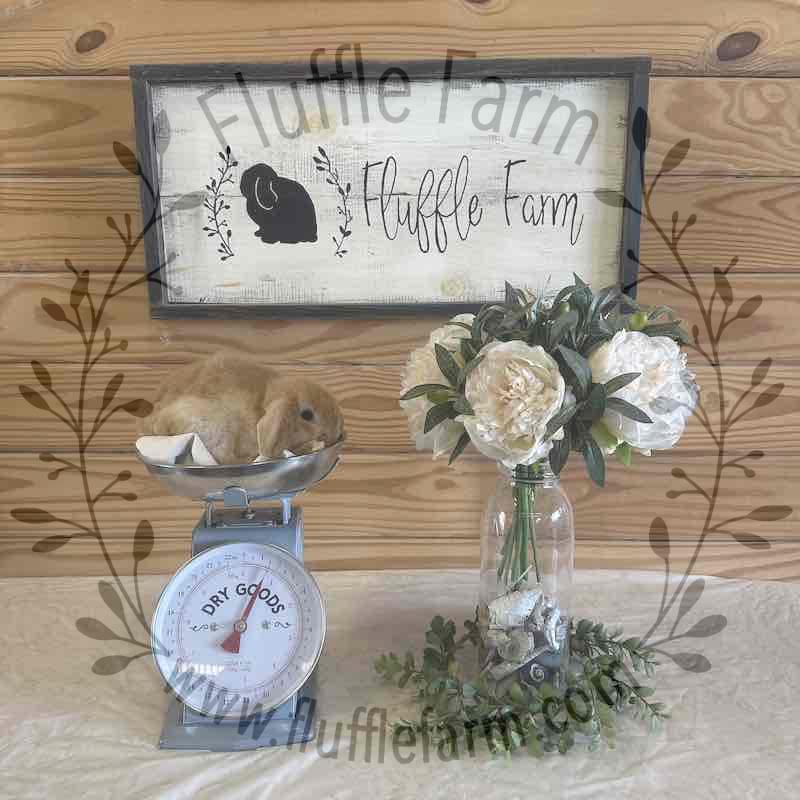 Orange Holland Lop in Florida