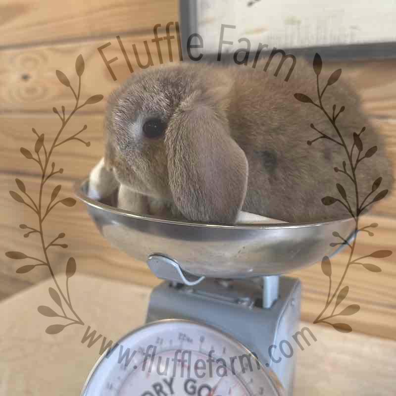 Cinnamon Chocolate Chestnut Holland Lop in Florida