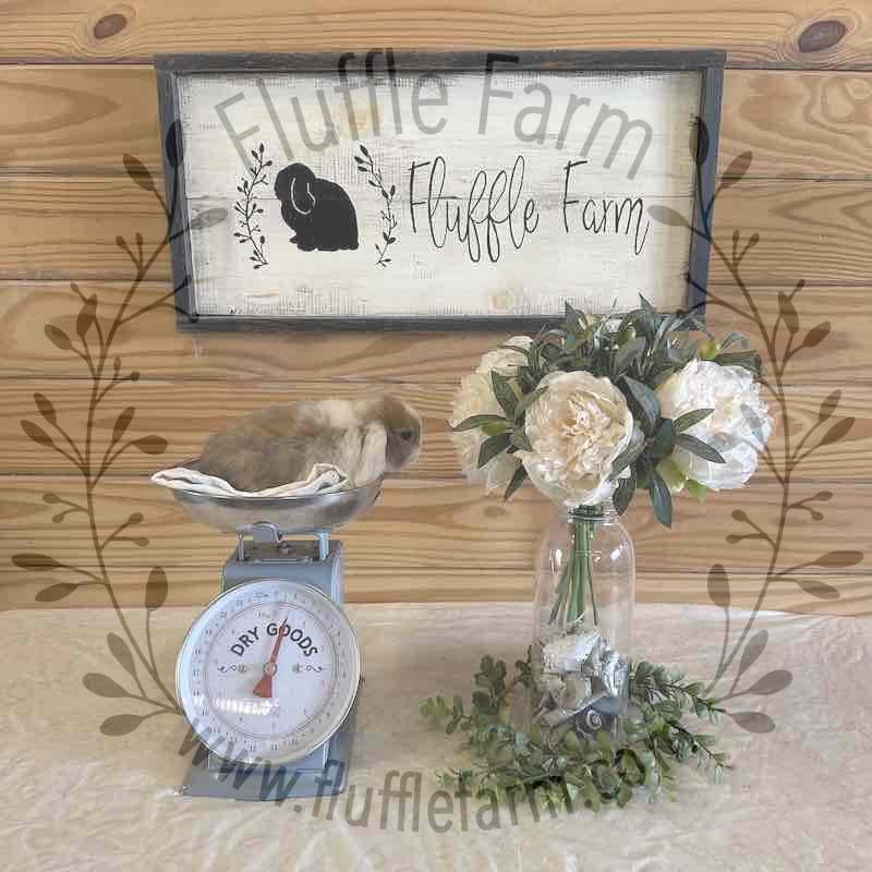 Blue Tort Vienna Mark White Ear Holland Lop in Florida