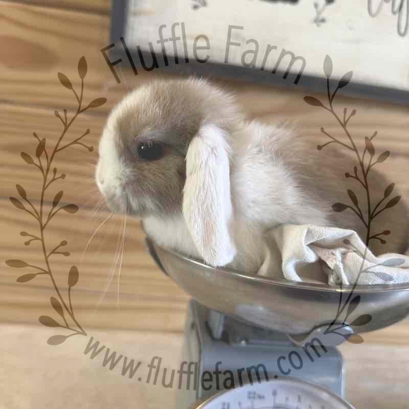 Blue Tort Vienna Mark White Ear Holland Lop in Florida