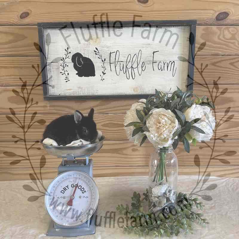 Black Silver Marten Netherland Dwarf in Florida