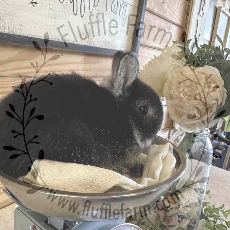 Black Silver Marten Netherland Dwarf in Florida