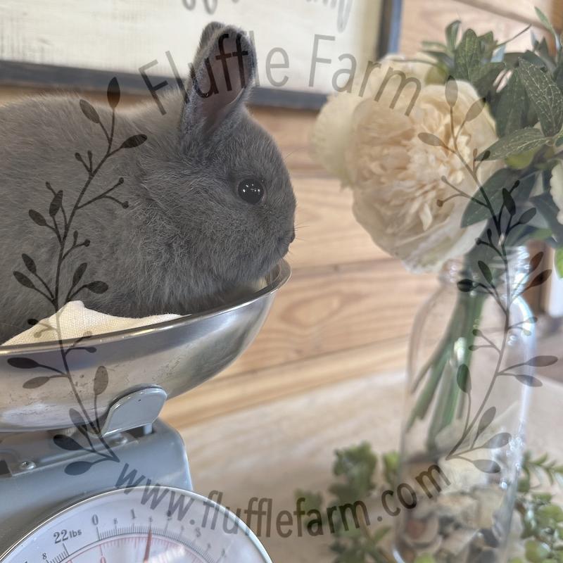 Blue Netherland Dwarf in Florida