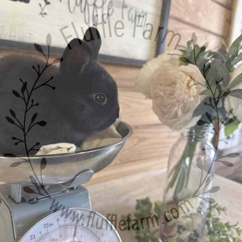 Black Netherland Dwarf in Florida