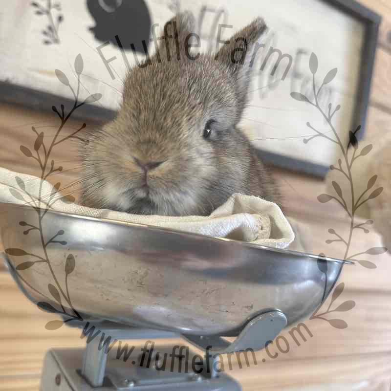 Chestnut Netherland Dwarf in Florida