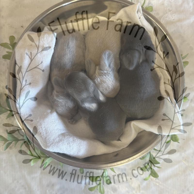 Holland Lop Blue Babies in Florida