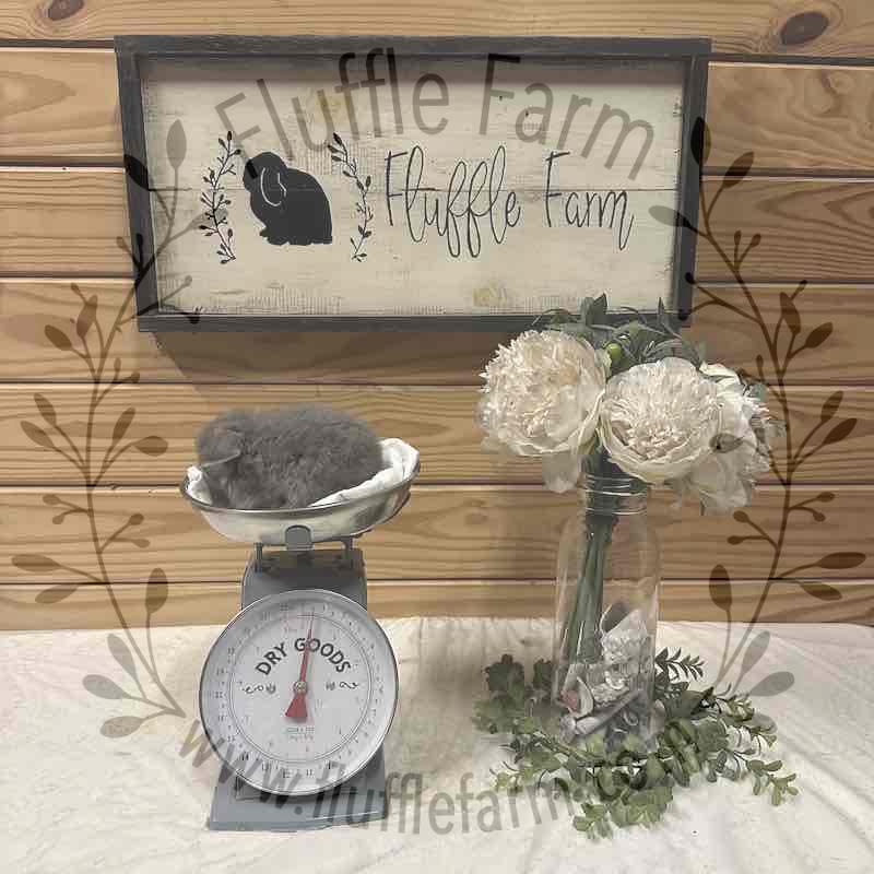 holland lop near me
