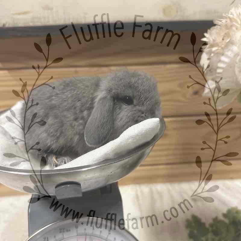 holland lop near me