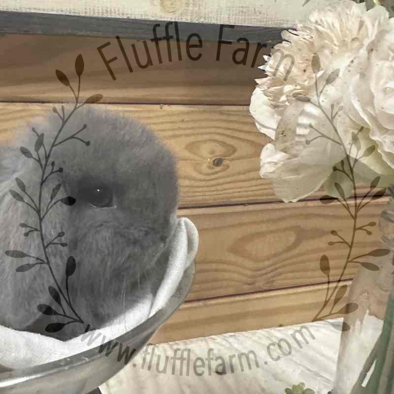 holland lop near me