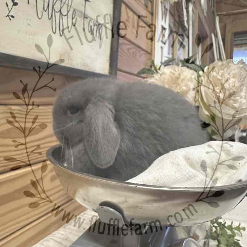 holland lop near me