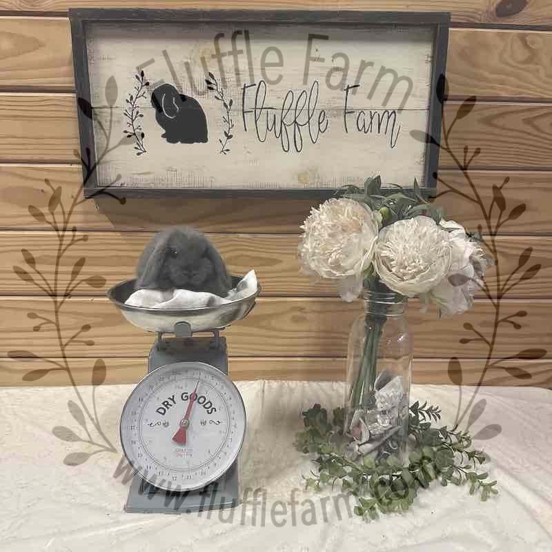 holland lop near me