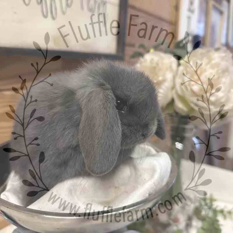 holland lop near me
