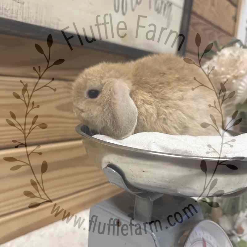 holland lop near me